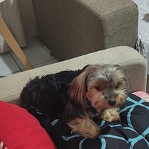 Maya