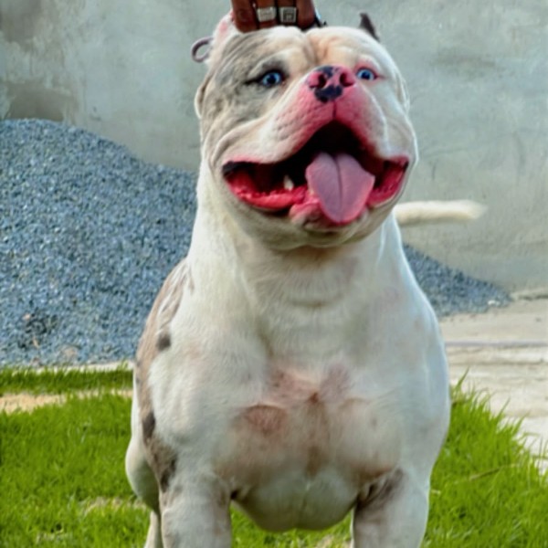 GRINGO CANIL GUGU MONSTER DOG