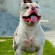 GRINGO CANIL GUGU MONSTER DOG