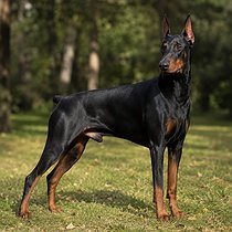 Maximus Imperium