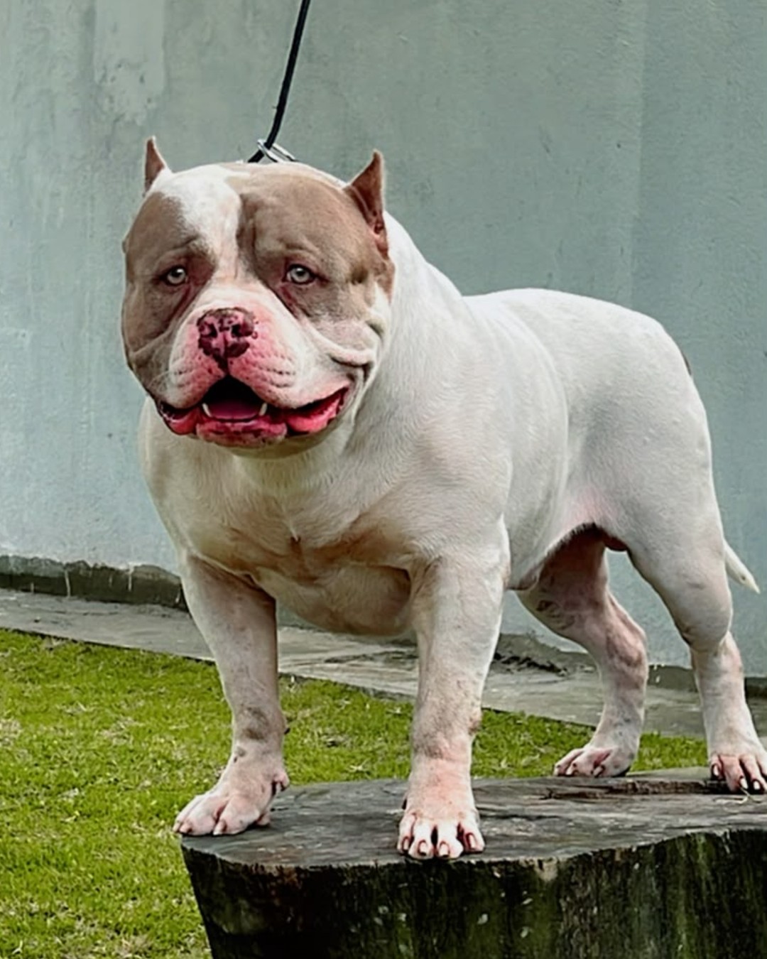 Ballack